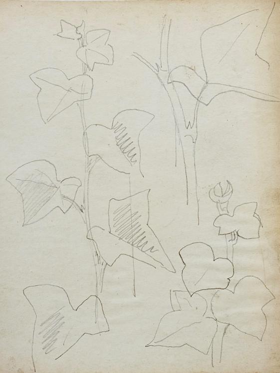 Auguste ROUBILLE - Dessin original - Crayon - Etude de Lierre 2