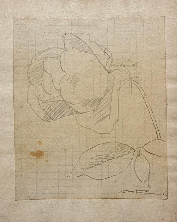 Auguste ROUBILLE - Dessin original - Crayon - Etude de Fleurs 7
