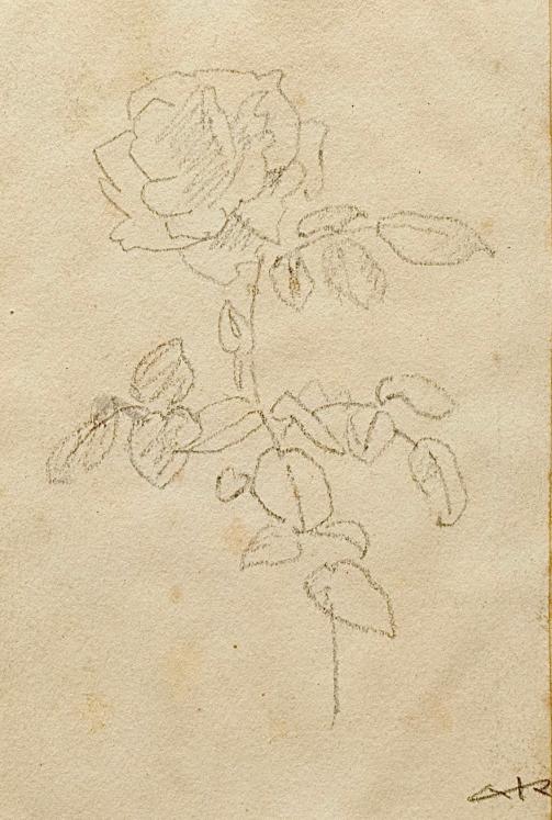 Auguste ROUBILLE - Dessin original - Crayon - Etude de Fleurs 11