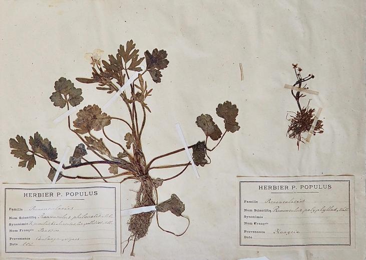 Botanique - Planche Herbier XIXe - Plantes séchées - Bassin de Renonculacées