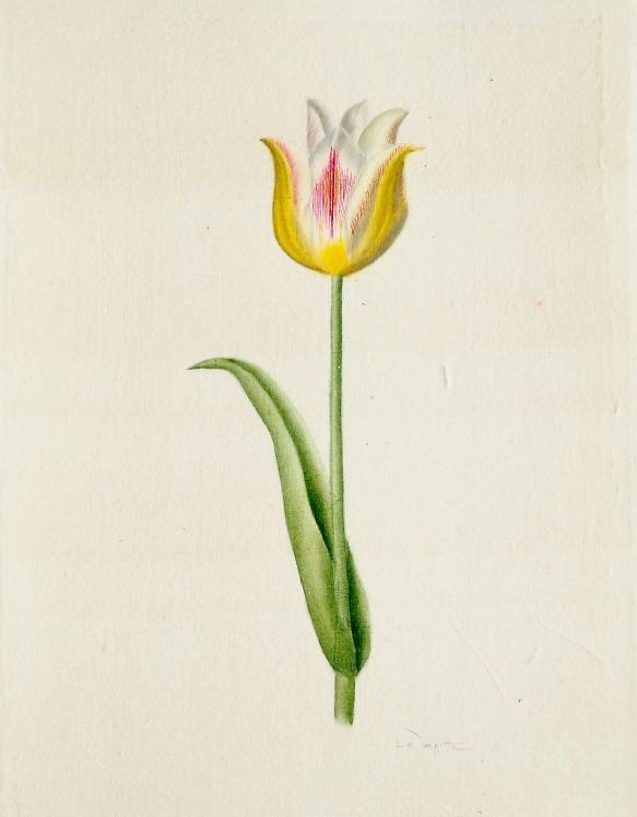 LA ROCHE LAFFITTE - Peinture originale - Aquarelle - Tulipe 3
