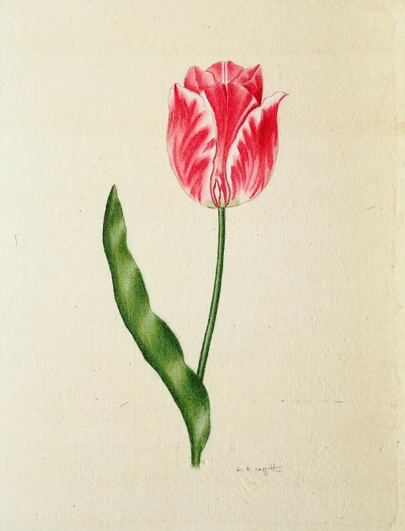 LA ROCHE LAFFITTE - Peinture originale - Aquarelle - Tulipe 6