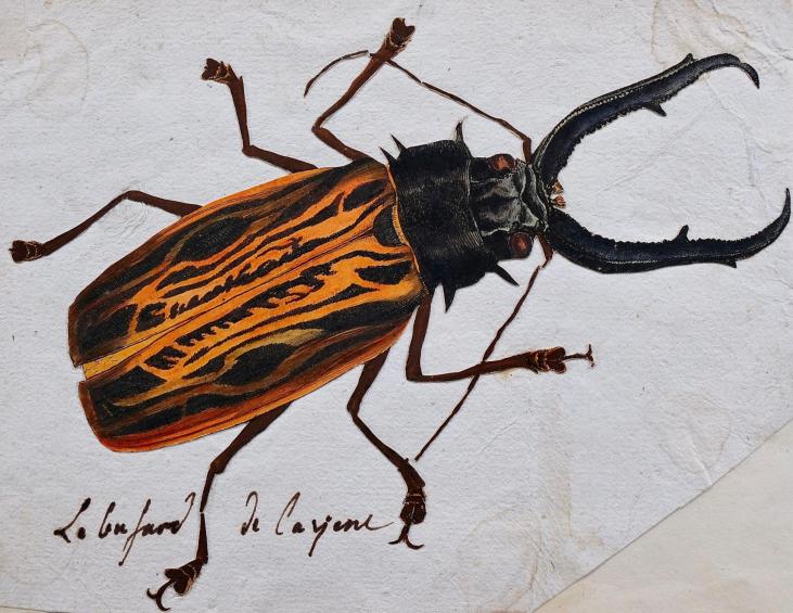 Antoine ROUX - Peinture originale - Aquarelle - Insecte