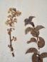 Botanique - Planche Herbier XIXe - Plantes séchées - Cerisier de Ste Lucie