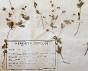 Botanique - Planche Herbier XIXe - Plantes séchées - Rosacées et Quinte feuille