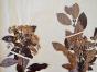 Botanique - Planche Herbier XIXe - Plantes séchées - Buisson ardent