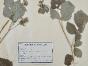 Botanique - Planche Herbier XIXe - Plantes séchées - Rosacées 15