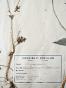 Botanique - Planche Herbier XIXe - Plantes séchées - Renonculacées 1