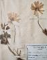 Botanique - Planche Herbier XIXe - Plantes séchées - Renonculacées 19