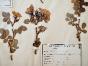 Botanique - Planche Herbier XIXe - Plantes séchées - Rosacées 23