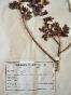 Botanique - Planche Herbier XIXe - Plantes séchées - Rosacées 23