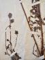 Botanique - Planche Herbier XIXe - Plantes séchées - Pimprenelle et Rosacées