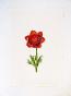 LA ROCHE LAFFITTE - Peinture originale - Aquarelle - Fleur rouge