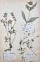 Botanique - Planche Herbier XIXe - Plantes séchées - Corymbifères 5