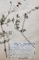 Botanique - Planche Herbier XIXe - Plantes séchées - Corymbifères 6