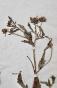 Botanique - Planche Herbier XIXe - Plantes séchées - Corymbifères 6