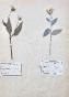 Botanique - Planche Herbier XIXe - Plantes séchées - Corymbifères 7