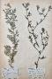 Botanique - Planche Herbier XIXe - Plantes séchées - Corymbifères 8