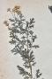 Botanique - Planche Herbier XIXe - Plantes séchées - Corymbifères 7