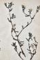 Botanique - Planche Herbier XIXe - Plantes séchées - Corymbifères 8