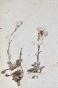 Botanique - Planche Herbier XIXe - Plantes séchées - Corymbifères 11