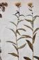 Botanique - Planche Herbier XIXe - Plantes séchées - Corymbifères 12