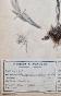 Botanique - Planche Herbier XIXe - Plantes séchées - Corymbifères 17