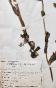 Botanique - Planche Herbier XIXe - Plantes séchées - Corymbifères 22
