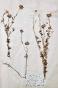 Botanique - Planche Herbier XIXe - Plantes séchées - Corymbifères 23