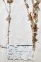 Botanique - Planche Herbier XIXe - Plantes séchées - Corymbifères 23