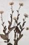 Botanique - Planche Herbier XIXe - Plantes séchées - Corymbifères 24