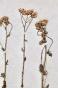 Botanique - Planche Herbier XIXe - Plantes séchées - Corymbifères 25