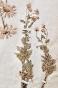 Botanique - Planche Herbier XIXe - Plantes séchées - Corymbifères 26