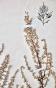 Botanique - Planche Herbier XIXe - Plantes séchées - Corymbifères 27
