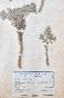 Botanique - Planche Herbier XIXe - Plantes séchées - Corymbifères 30