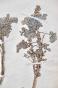 Botanique - Planche Herbier XIXe - Plantes séchées - Corymbifères 30