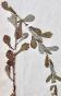 Botanique - Planche Herbier XIXe - Plantes séchées - Corymbifères 33
