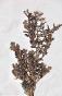 Botanique - Planche Herbier XIXe - Plantes séchées - Corymbifères 34
