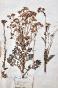 Botanique - Planche Herbier XIXe - Plantes séchées - Corymbifères 36