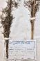 Botanique - Planche Herbier XIXe - Plantes séchées - Corymbifères 37