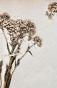 Botanique - Planche Herbier XIXe - Plantes séchées - Corymbifères 38