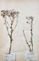 Botanique - Planche Herbier XIXe - Plantes séchées - Corymbifères 40