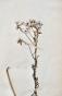 Botanique - Planche Herbier XIXe - Plantes séchées - Corymbifères 40