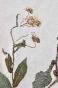 Botanique - Planche Herbier XIXe - Plantes séchées - Corymbifères 44