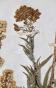 Botanique - Planche Herbier XIXe - Plantes séchées - Corymbifères 46