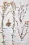 Botanique - Planche Herbier XIXe - Plantes séchées - Corymbifères 48