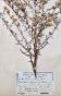 Botanique - Planche Herbier XIXe - Plantes séchées - Corymbifères 49