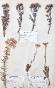 Botanique - Planche Herbier XIXe - Plantes séchées - Corymbifères 51
