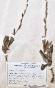 Botanique - Planche Herbier XIXe - Plantes séchées - Corymbifères 51