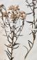 Botanique - Planche Herbier XIXe - Plantes séchées - Corymbifères 52